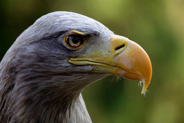 Serie: Beobachter 1 (Foto: Claus Gebhardt)