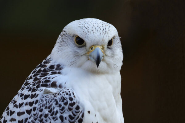 Serie: Beobachter 2 (Foto: Claus Gebhardt)