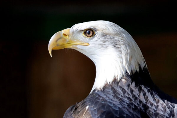 Serie: Beobachter 4 (Foto: Claus Gebhardt)
