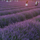 Fotoclub Kontrast Suhl Kalender 2025: Lavendel (Foto: Ines Koch)