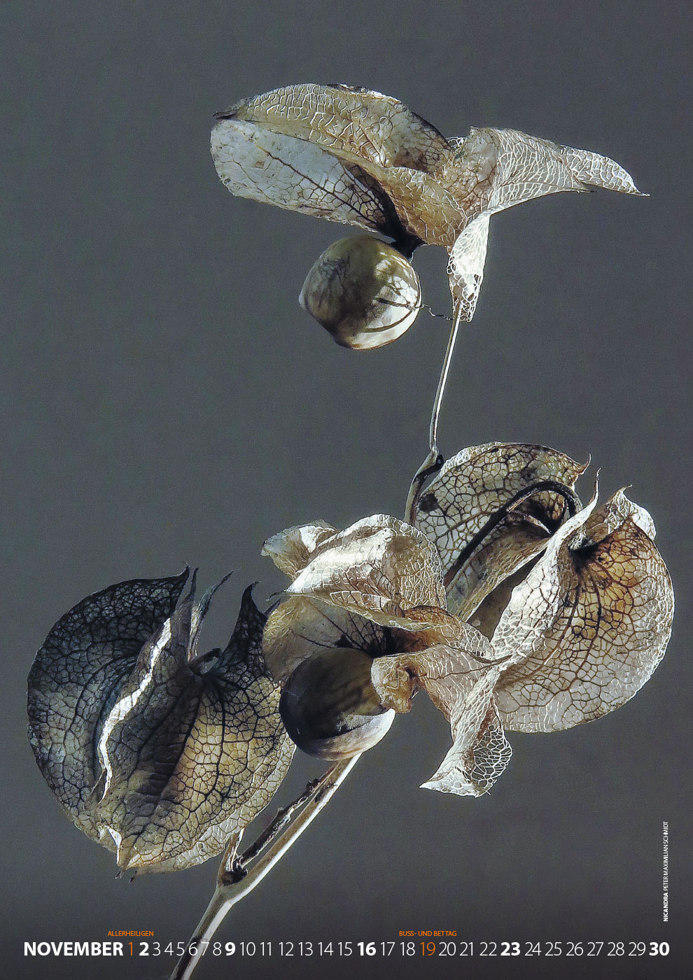 Fotoclub Kontrast Suhl Kalender 2025: Nicandra (Foto: Peter Maximilian Schmidt)