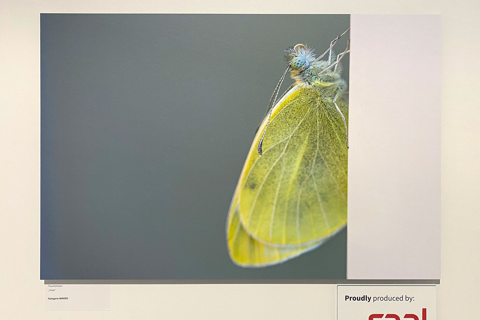 2025-nuernberg-messe-fotofestival-imaging-world-fotoausstellung-falter-tina-kuehnlein-IMG_85521ak Imaging World . Fotofestival Nürnberg 2025: Fotoausstellung: Falter, Foto: Tina Kühnlein (Repro: Andreas Kuhrt)