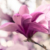 Magnolie (Foto: Manuela Hahnebach)