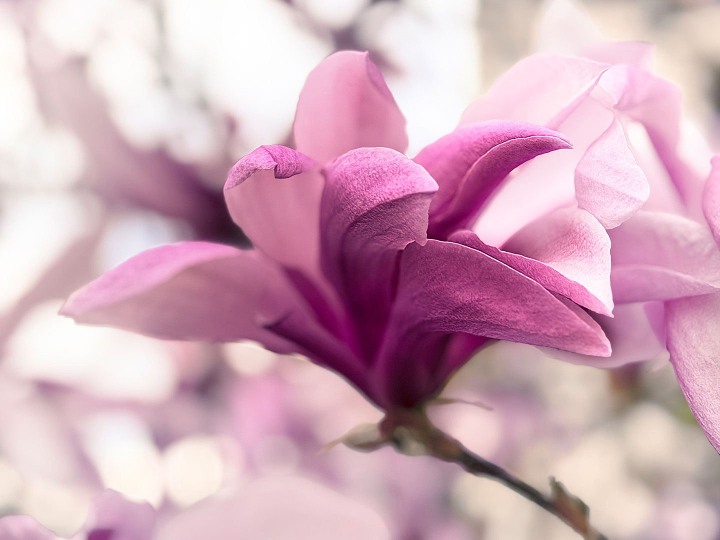 Magnolie (Foto: Manuela Hahnebach)