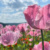 Pink geht immer (Foto: Andreas Kuhrt)