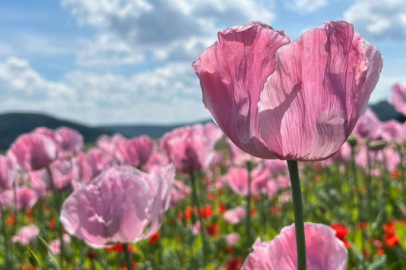 Pink geht immer (Foto: Andreas Kuhrt)