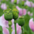 Smilies (Foto: Manuela Hahnebach)