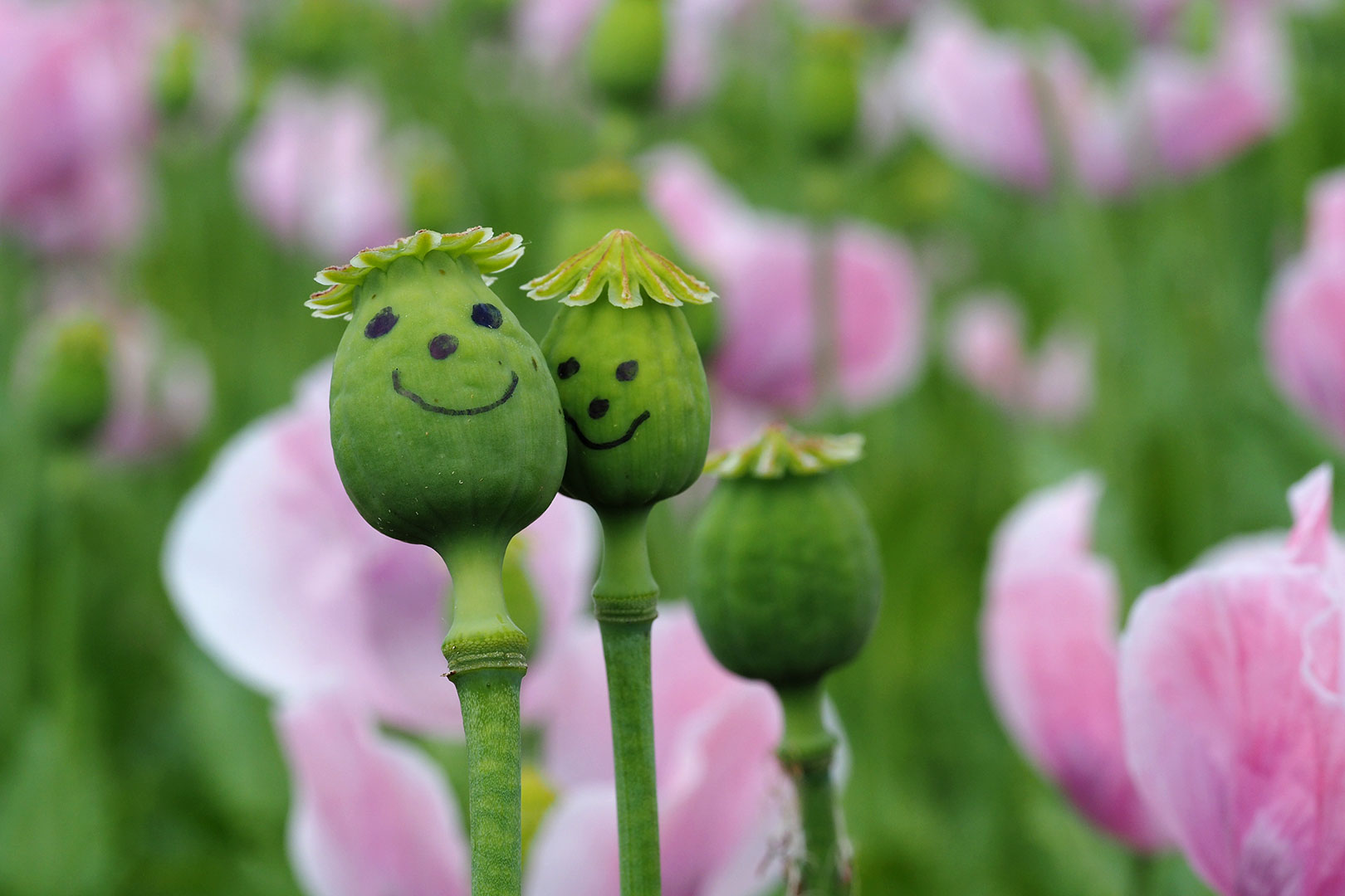 Smilies (Foto: Manuela Hahnebach)