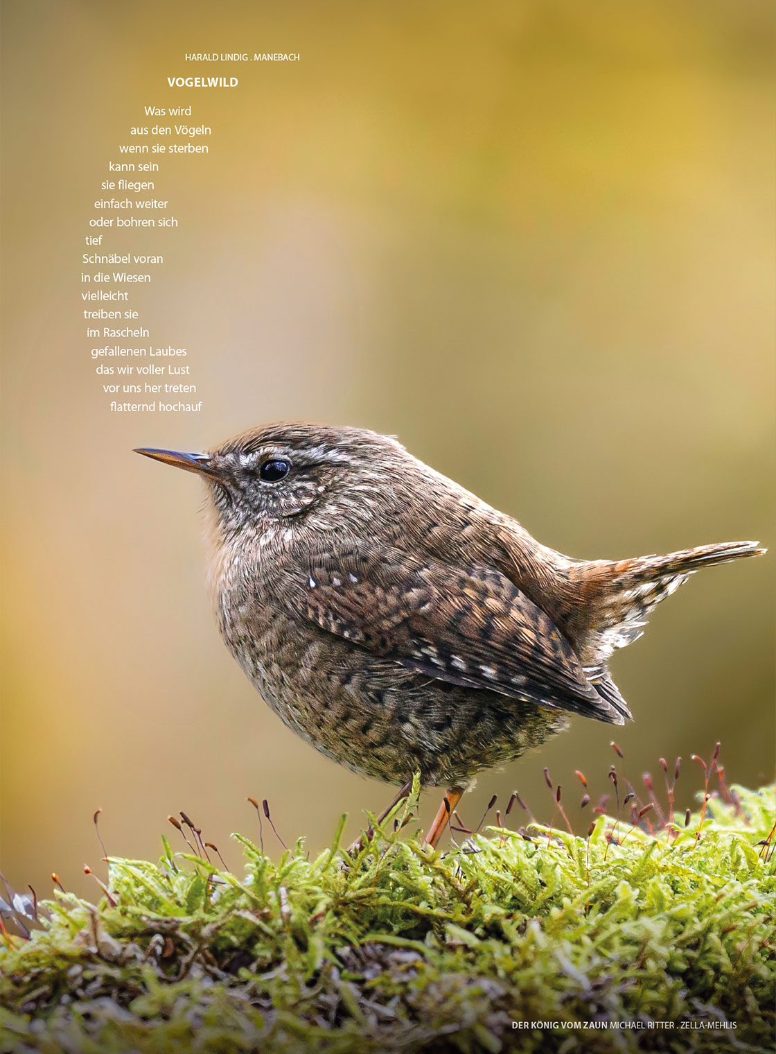 Michael Ritter: Der König vom Zaum + Harald Lindig: Vogelwild