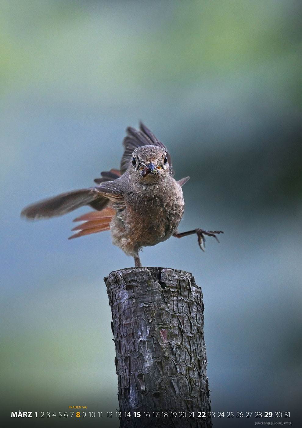 Fotoclub Kontrast Suhl Kalender 2026: Sumoringer (Foto: Michael Ritter)