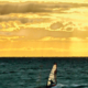 Fotoclub Kontrast Suhl Kalender 2026: Windsurfer vor Rerik (Foto: Dietmar Schmidt)