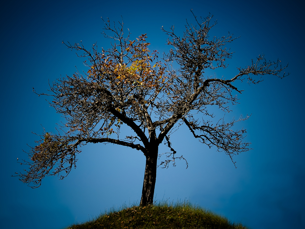 Einsamer Apfel (Foto: Peter Zastrow)