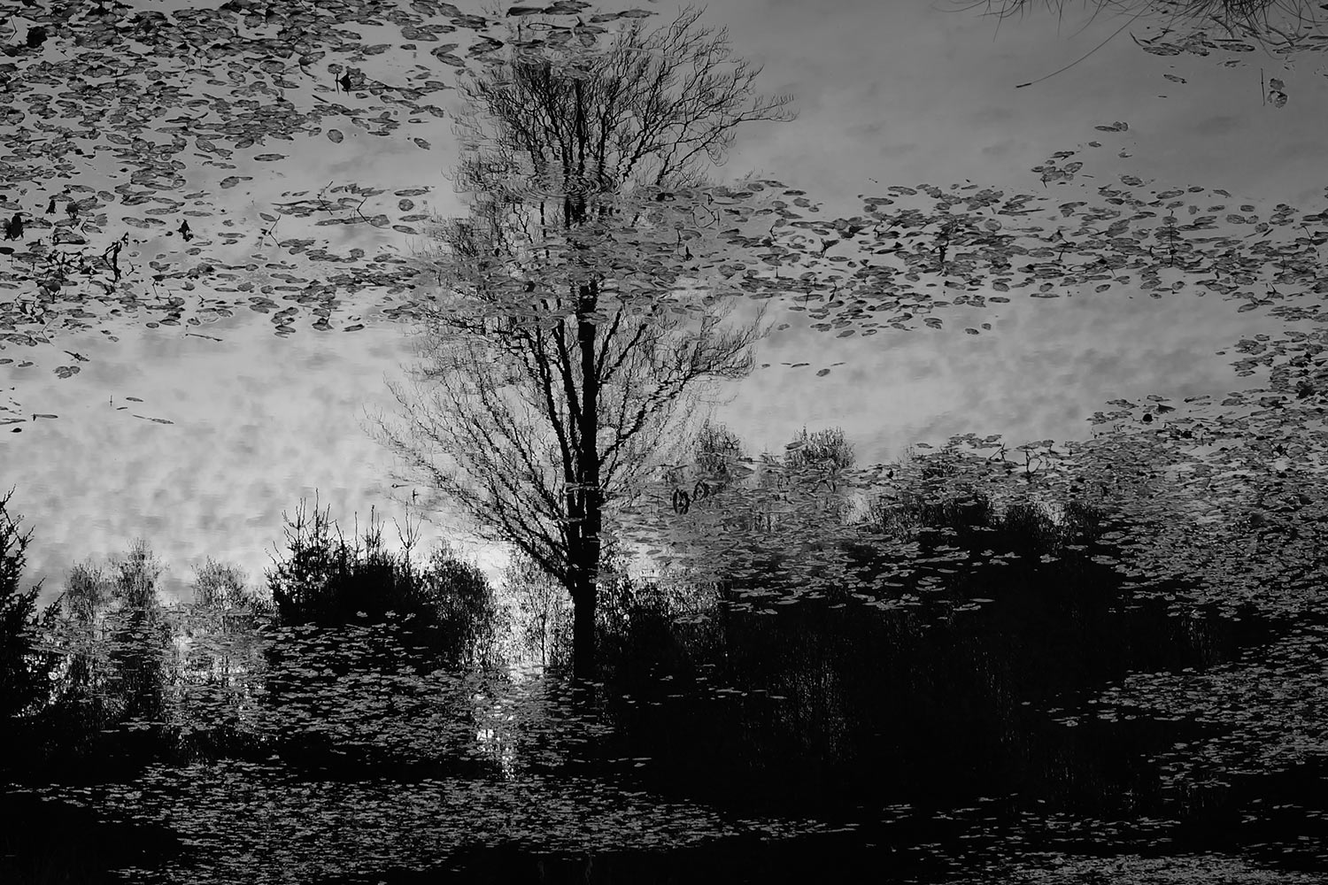 Verwunschen (Foto: Günter Giese)