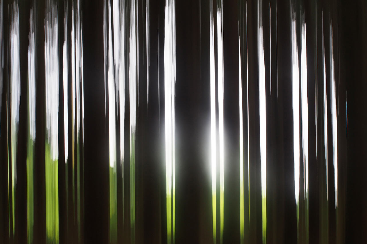 26-Wischwald-ak-5.25 Wischwald (Foto: Andreas Kuhrt)