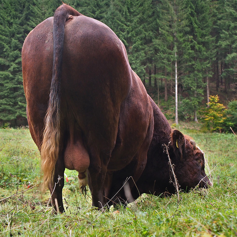 Fotoclub: Mappenbewertung