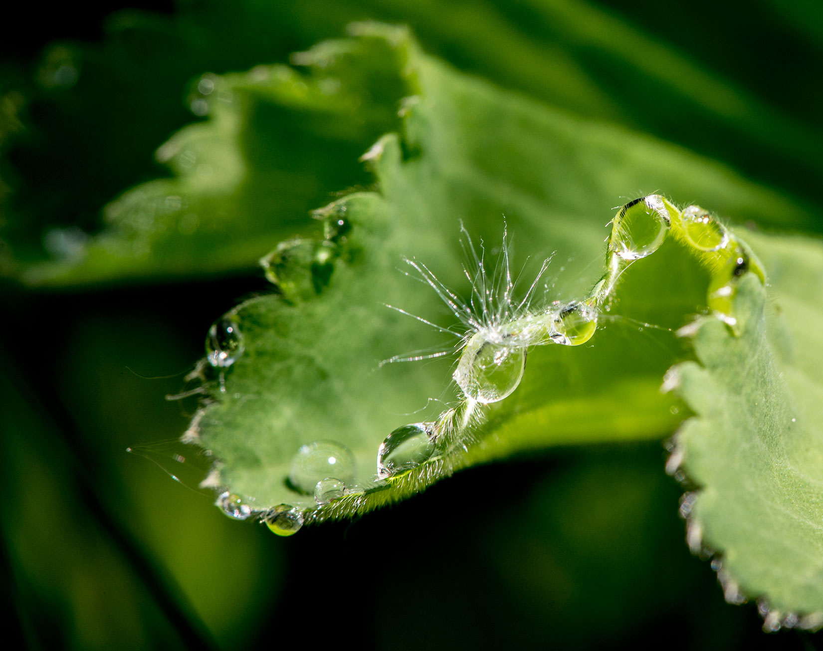 Wellig (Foto: Uli Pfeufer)