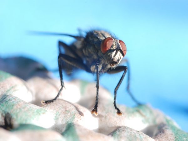 Fliege (Foto: Manfred Hiersemann)