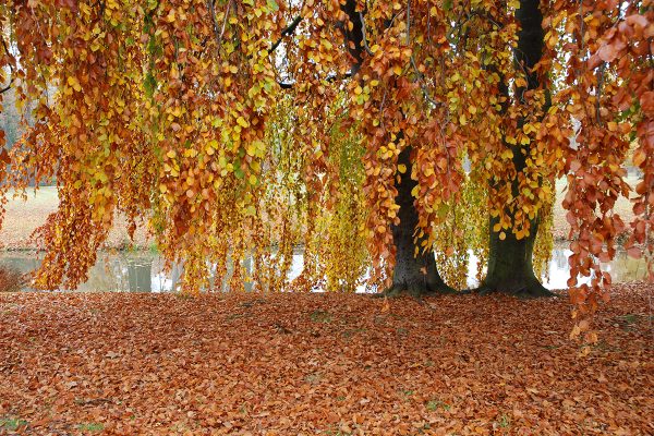 Herbstwald (Foto: Günter Giese)