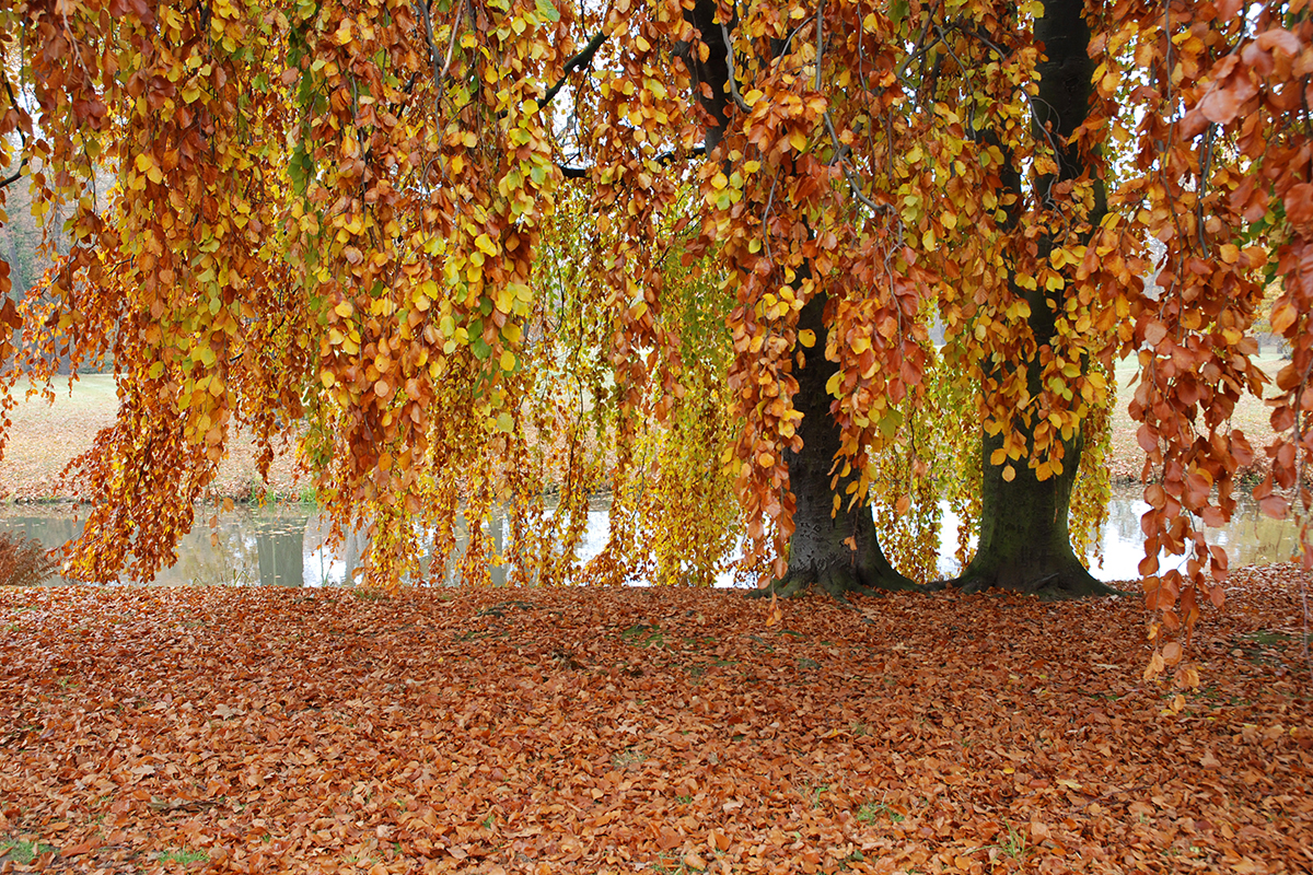 Herbstwald (Foto: Günter Giese)