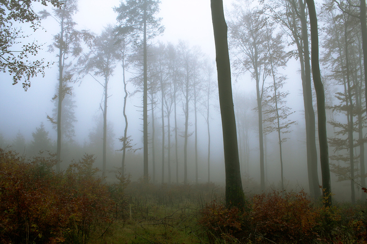 Herbstwald (Foto: Peter Maximilian Schmidt)