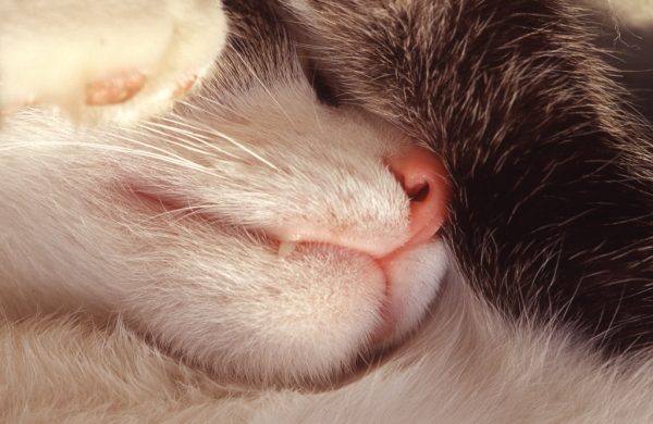 Kater (Foto: Tilo Bössel)