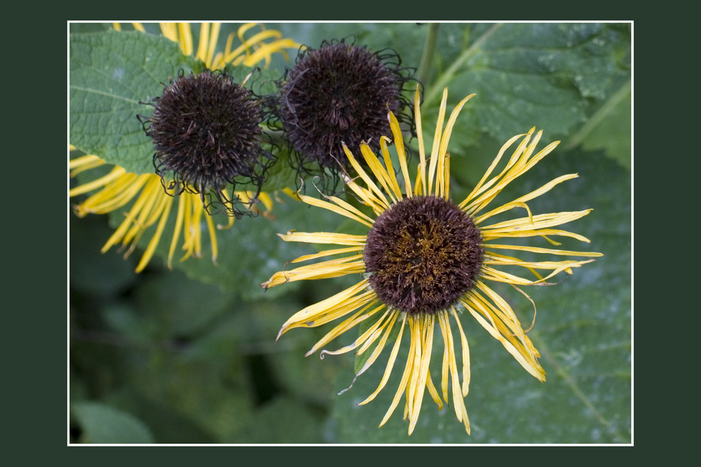 Zerzaust (Foto: Tilo Bössel)