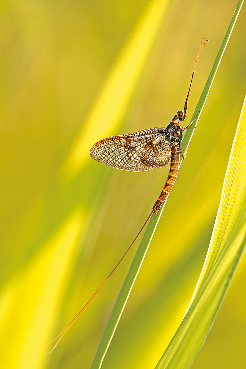 Eintagsfliege (Foto: Michael Ritter)