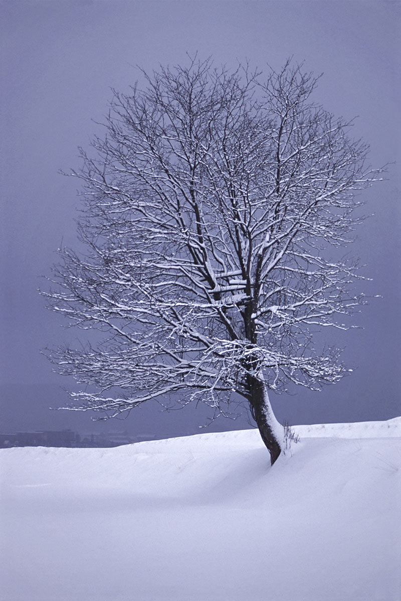 Fotoclub: Bild des Monats 12.2022