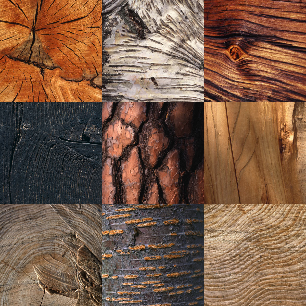 fotosynthese-holz-ak FotoSynthese: Holz (Fotos: Andreas Kuhrt)