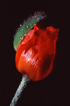 mohn-mhi Mohn (Foto: Manfred Hiersemann)