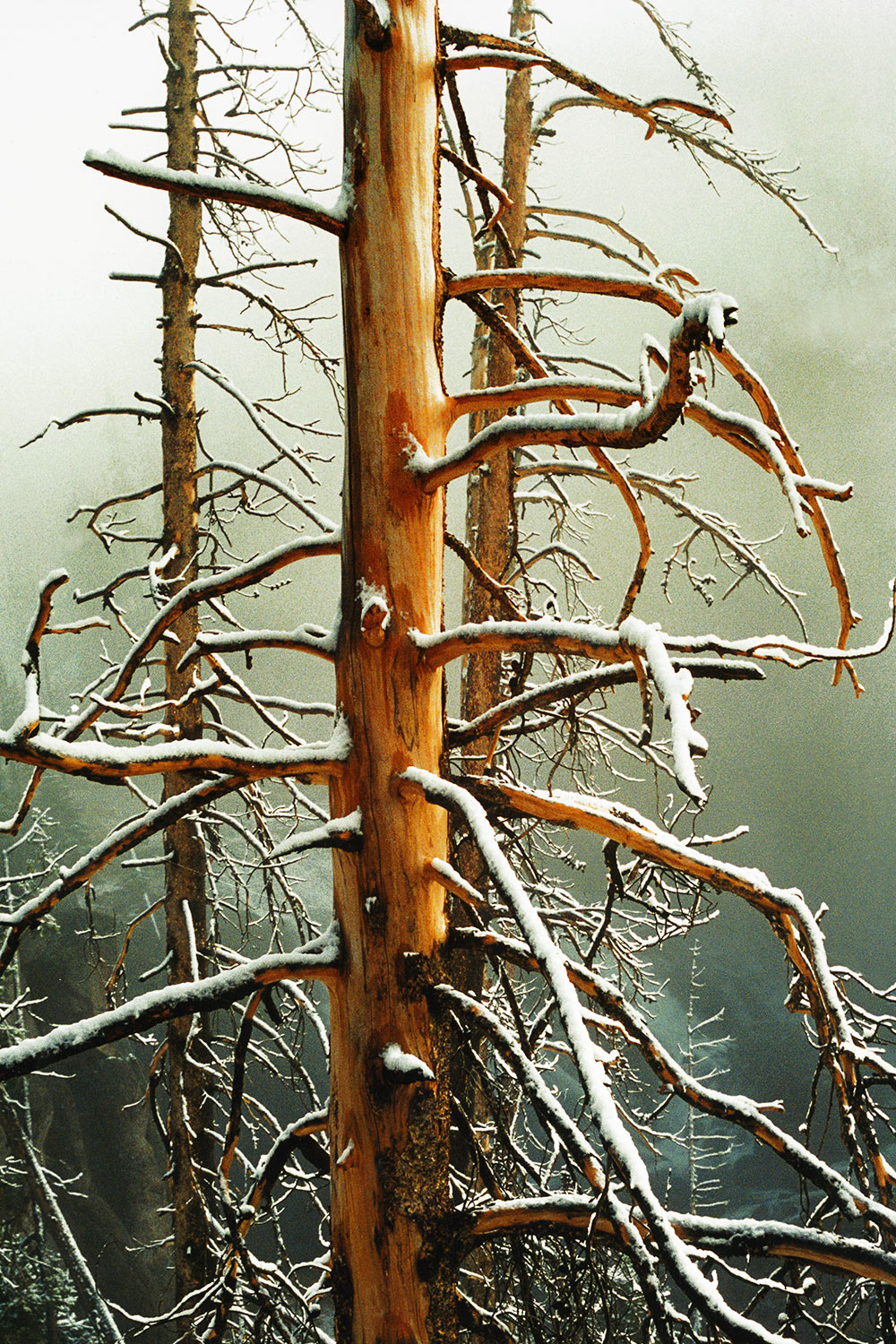 yellowstone-tree-ik Yellowstone Tree (Foto: Ines Koch)