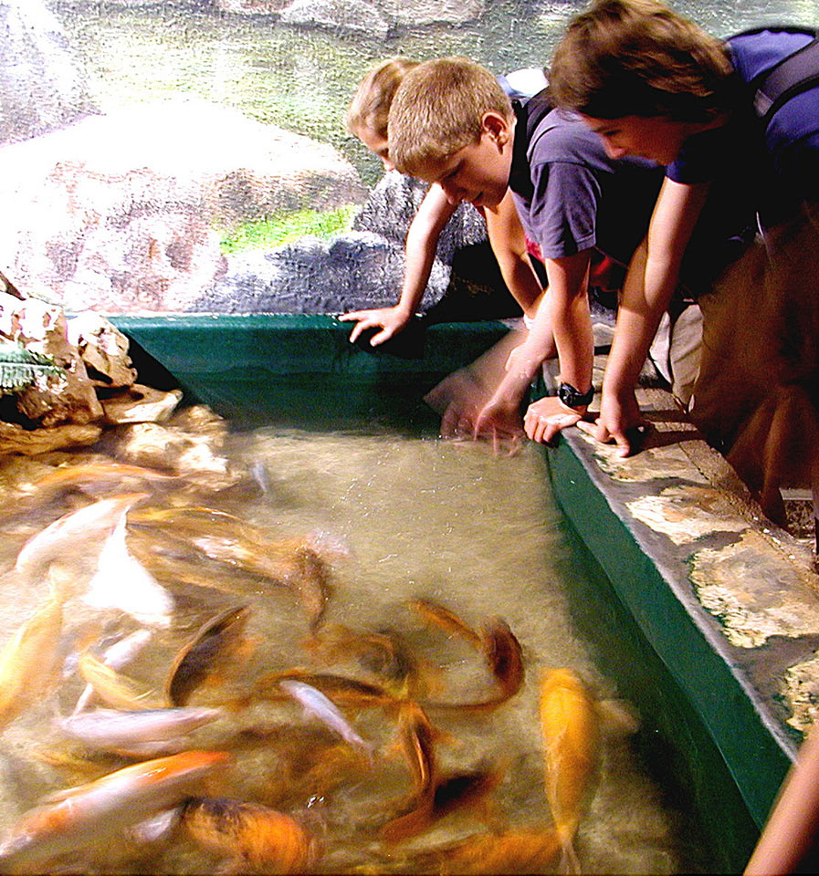 zz01-1-Fischfuetterung-P8060622-khr-5.66 Serie: Fischfütterung 1 (Foto: Karl-Heinz Richter)