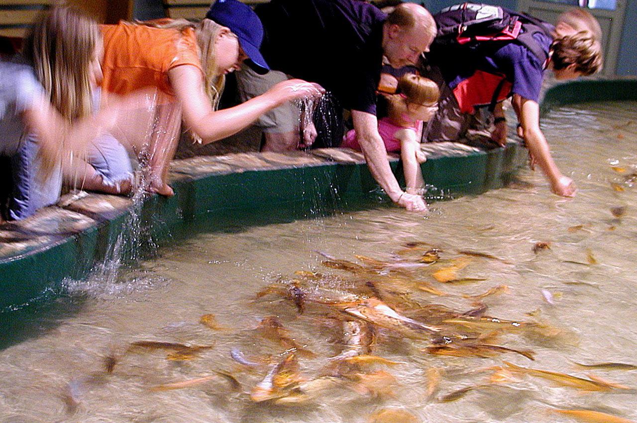 zz01-2-Fischfuetterung-P8060623-khr-5.66 Serie: Fischfütterung 2 (Foto: Karl-Heinz Richter)
