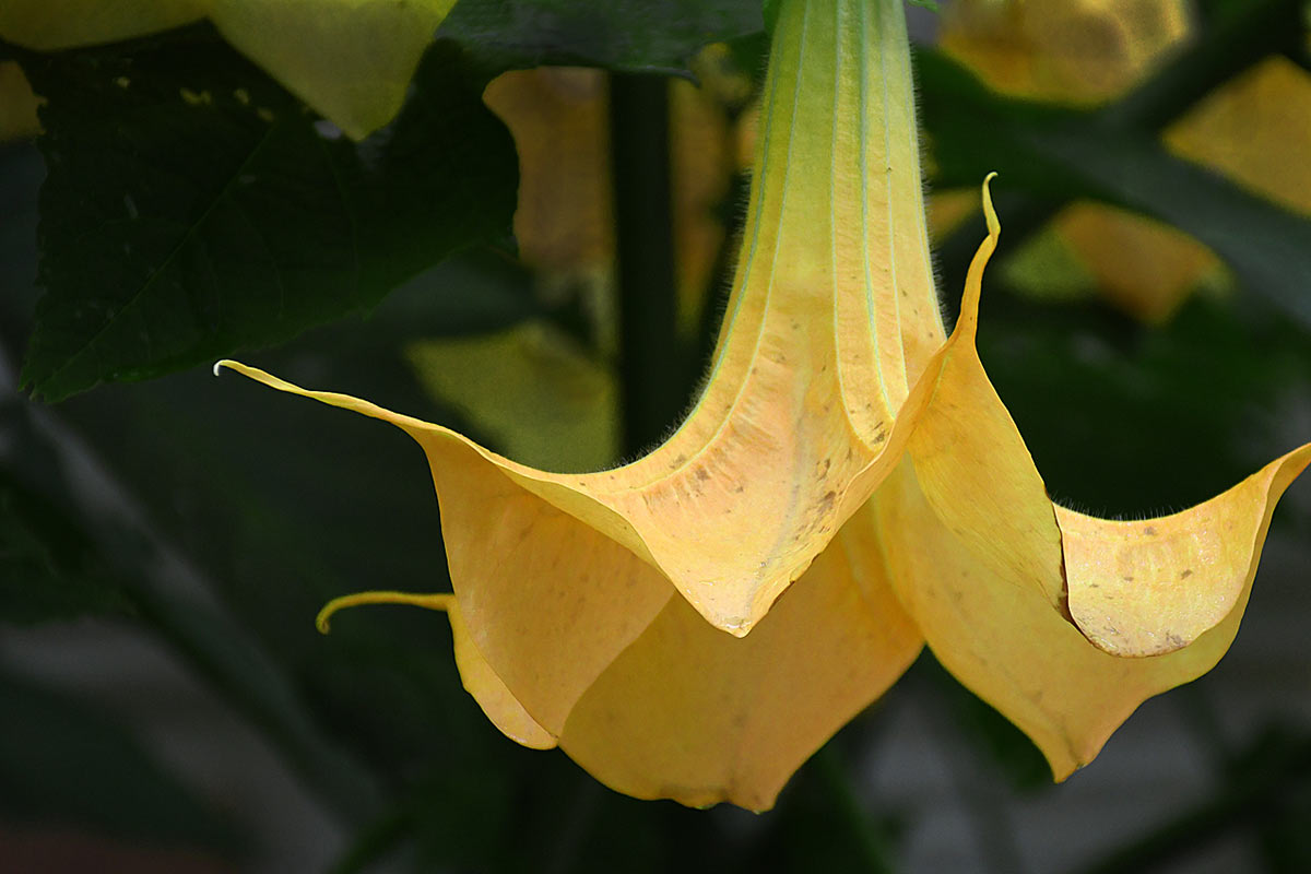 zz01-Bluete3-GG-5.66 Serie: Blüte 3 (Foto: Günter Giese)