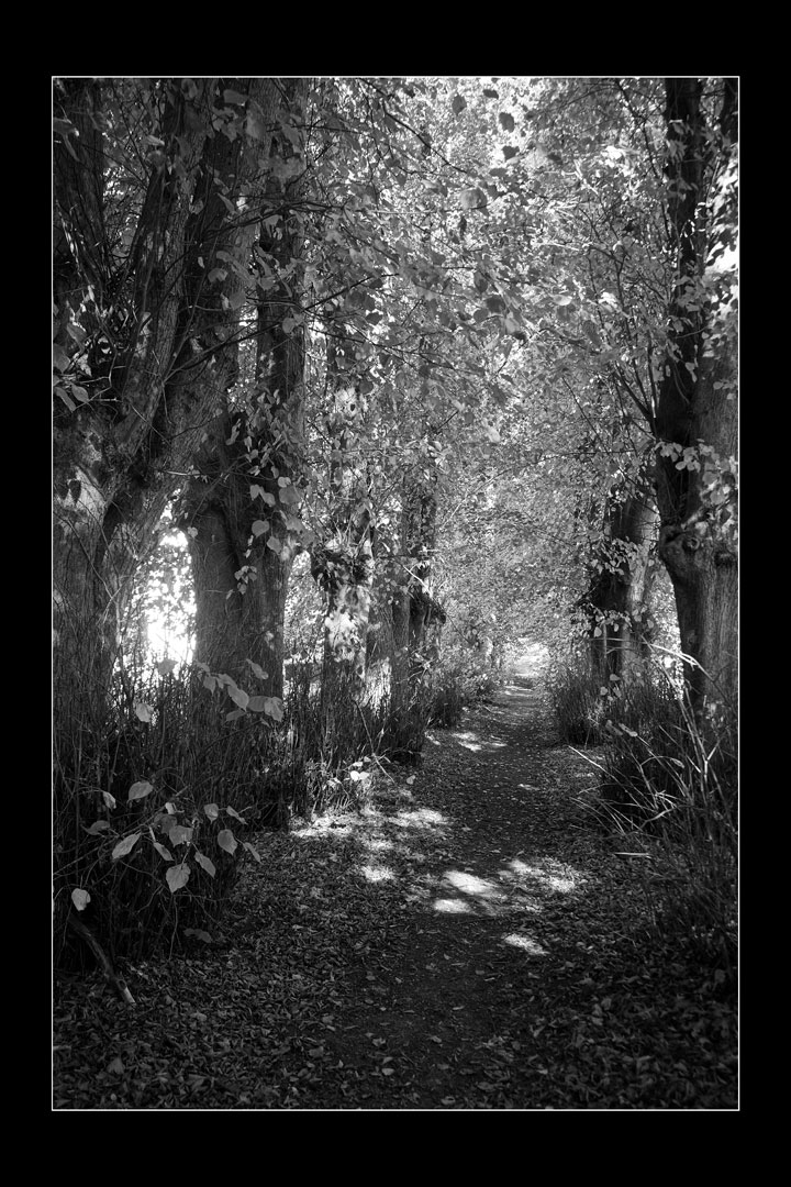 Serie: Parkspaziergang 5 (Foto: Günter Giese)