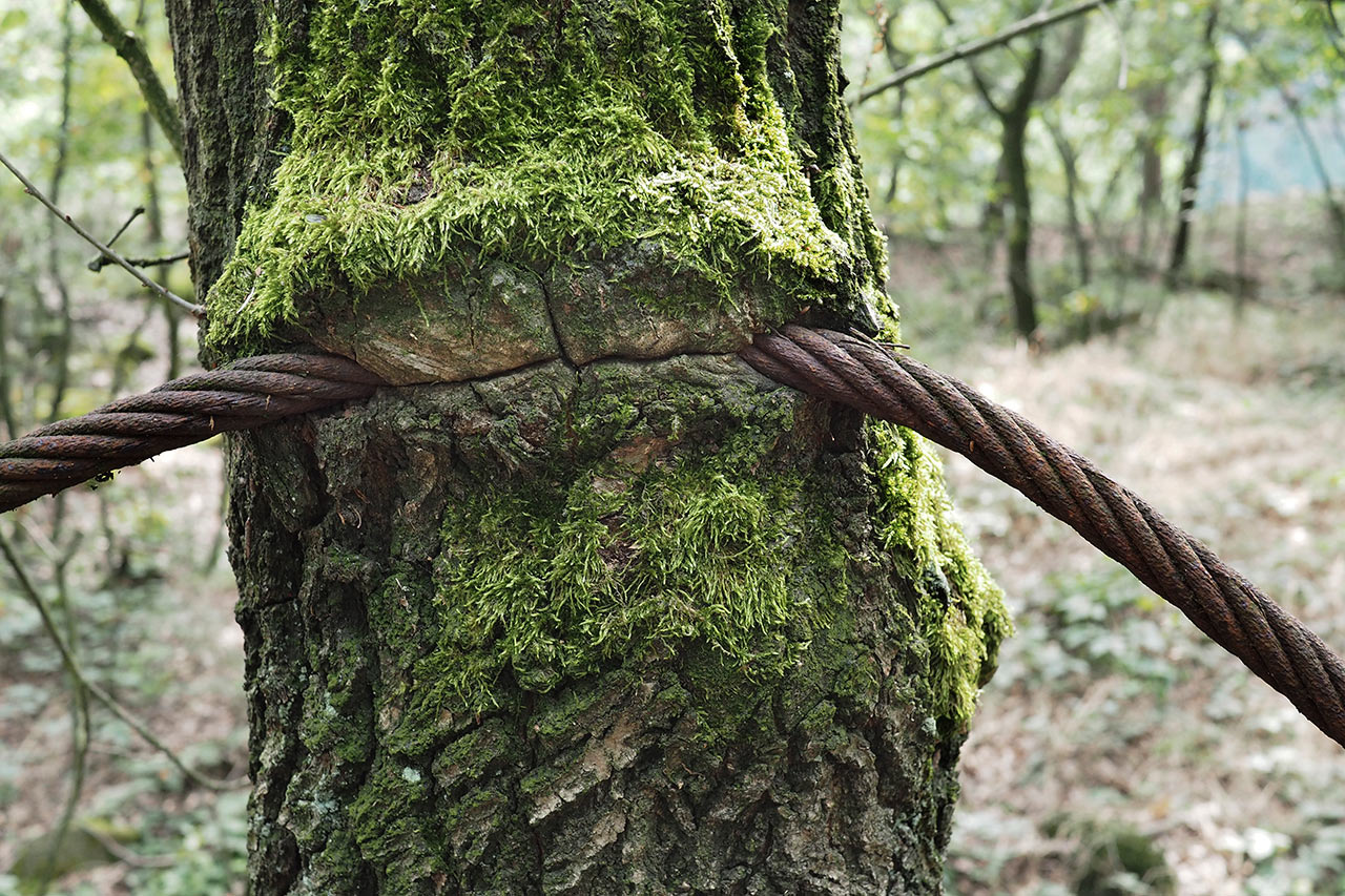 zz02_01-eingewachsen-mh-6 Serie: Eingewachsen (Foto: Manuela Hahnebach)