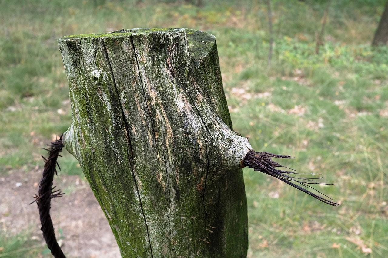 zz02_02-eingewachsen-mh-6 Serie: Eingewachsen (Foto: Manuela Hahnebach)