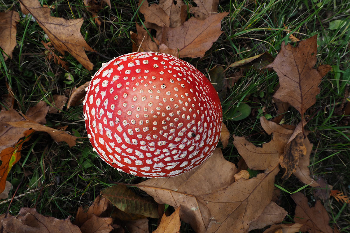 zz06-2-rot-lackiert-mit-weissen-punkten-MH-5.33 Serie: Rot lackiert mit weißen Punkten 2 (Foto: Manuela Hahnebach)