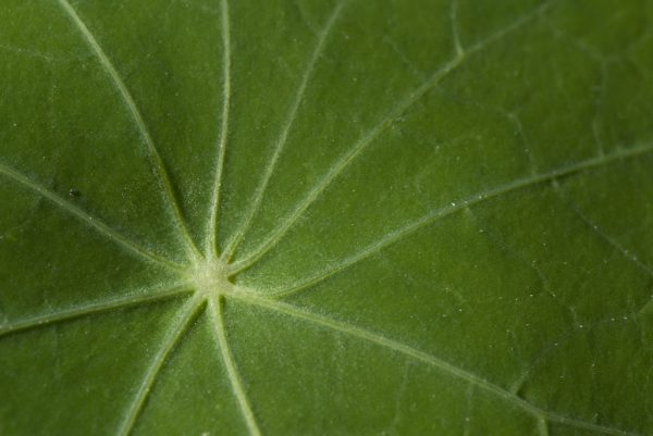 Serie: Kapuzinerkresse (Foto: Manuela Hahnebach)