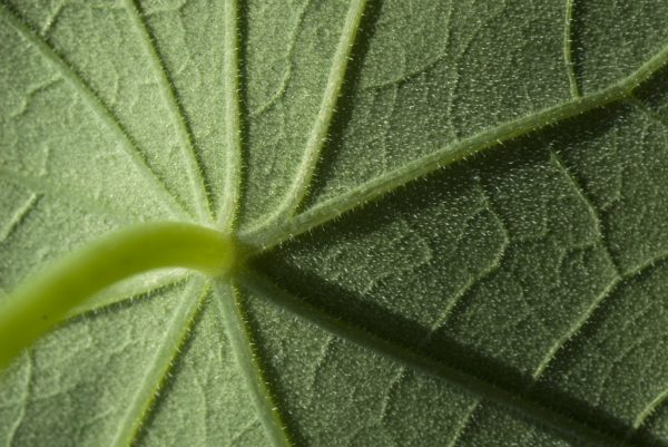 Serie: Kapuzinerkresse (Foto: Manuela Hahnebach)