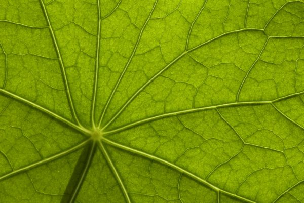 Serie: Kapuzinerkresse (Foto: Manuela Hahnebach)