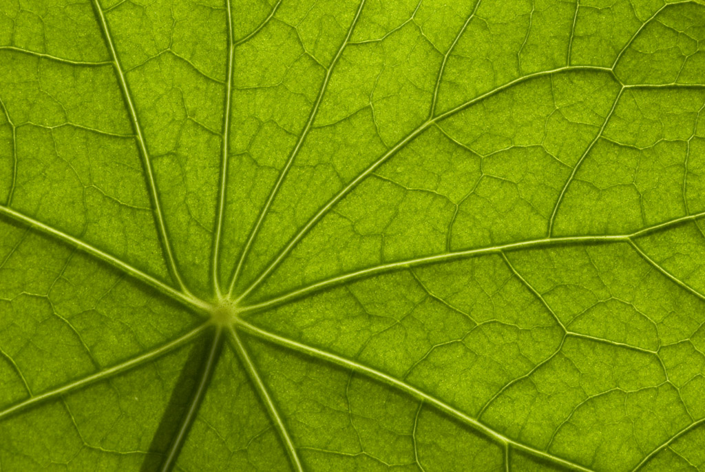 zz12_3_kapuzinerkresse3_mh_18 Serie: Kapuzinerkresse (Foto: Manuela Hahnebach)