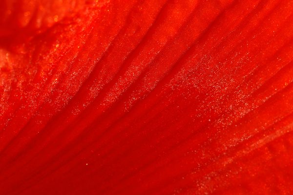 Serie: Amaryllis (Foto: Ute Zohles)