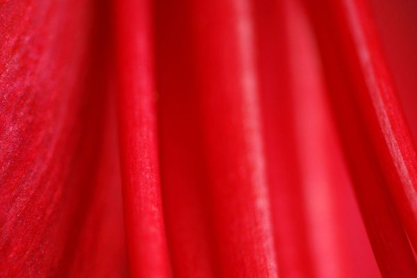 Serie: Amaryllis (Foto: Ute Zohles)