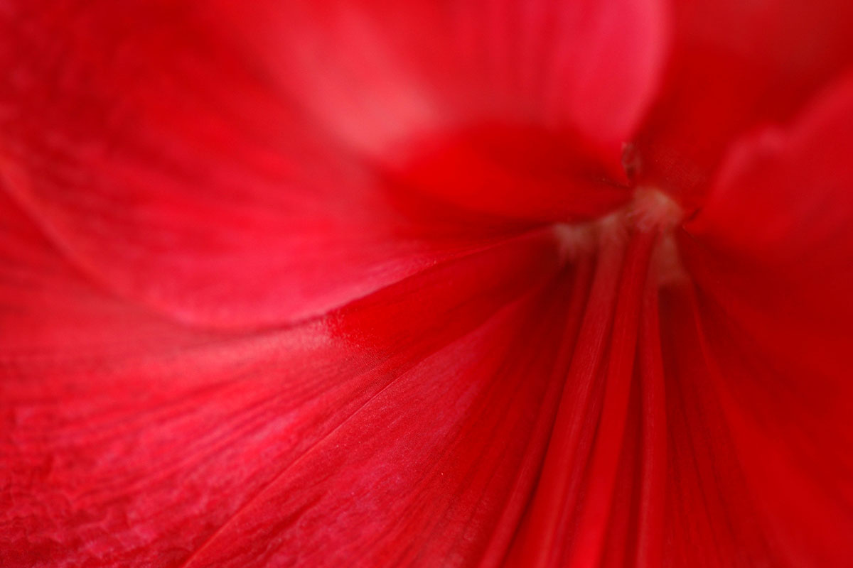 zz16_4_2008-04-13_1315-40_uz_23 Serie: Amaryllis (Foto: Ute Zohles)